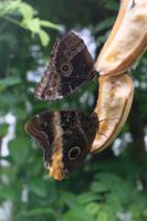 Nahrung an der Orange