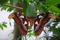 Ein Riesenschmetterling