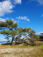 Windflüchter Prerow