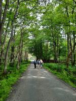 Wanderung durch den Darßer Urwald