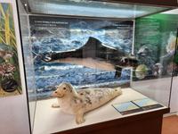 Darßer Ort - NATUREUM