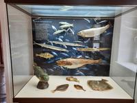 Darßer Ort - NATUREUM