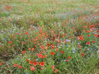 Wanderung von Wustrow nach Ahrenshoop (Hohes Ufer)