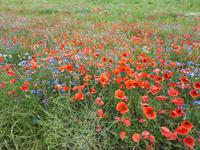 Wanderung von Wustrow nach Ahrenshoop (Hohes Ufer)
