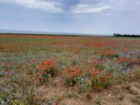 Wanderung von Wustrow nach Ahrenshoop (Hohes Ufer)