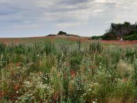 Wanderung von Wustrow nach Ahrenshoop (Hohes Ufer) - Bakelberg