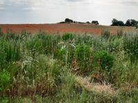 Wanderung von Wustrow nach Ahrenshoop (Hohes Ufer) - Bakelberg