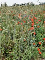 Wanderung von Wustrow nach Ahrenshoop (Hohes Ufer)