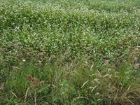 Wanderung von Wustrow nach Ahrenshoop (Hohes Ufer)