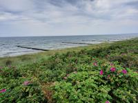 Wanderung von Wustrow nach Ahrenshoop (Hohes Ufer)