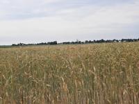 Bodden-Wanderung von Althagen nach Wustrow