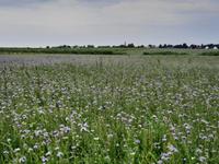 Bodden-Wanderung von Althagen nach Wustrow