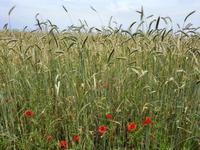 Bodden-Wanderung von Althagen nach Wustrow