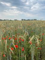 Bodden-Wanderung von Althagen nach Wustrow
