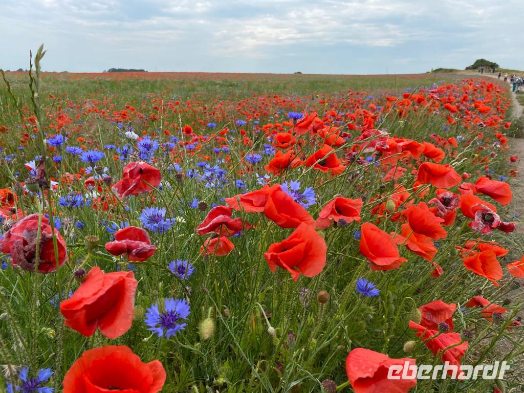 Wanderung von Wustrow nach Ahrenshoop (Hohes Ufer)