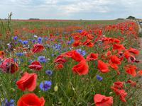 Wanderung von Wustrow nach Ahrenshoop (Hohes Ufer)