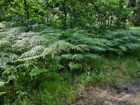 Wanderung von Born zum Weststrand
