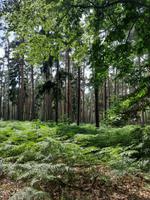 Wanderung von Born zum Weststrand