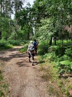 Wanderung von Born zum Weststrand