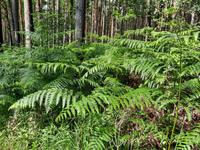 Wanderung von Born zum Weststrand
