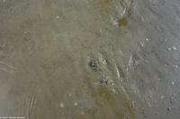 Was wäre das Watt ohne den Wattwurm? - Hier der gefilterte Sand des Wattwurms