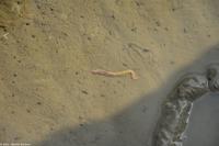 Wattwanderung - ein Ringelwurm