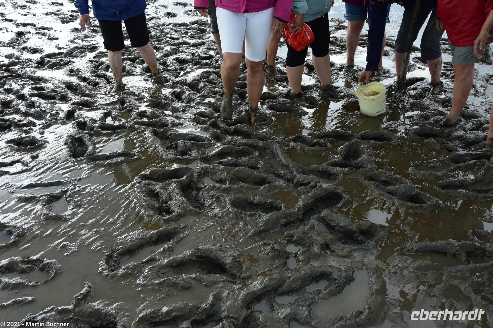 Krummhörn - Wattwanderung - immer eine saubere Angelegenheit