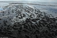 Krummhörn - Wattwanderung - immer eine saubere Angelegenheit