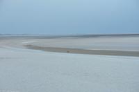 Wattenmeer nun Watt - ohne Wasser - in der Bildmitte eine Kegelrobbe