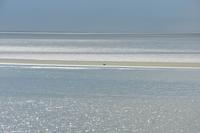 Wattenmeer nun Watt - ohne Wasser - in der Bildmitte eine Kegelrobbe