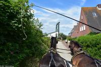Mit der Kutsche unterwegs auf Langeoog