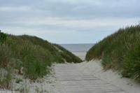 Dünen auf Langeoog