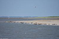 Seehundbänke auf der Ostseite von Langeoog