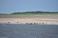 Seehundbänke auf der Ostseite von Langeoog