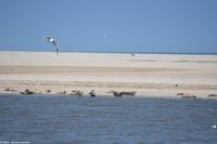 Seehundbänke auf der Ostseite von Langeoog
