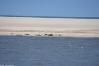 Seehundbänke auf der Ostseite von Langeoog