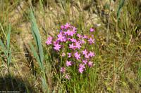 Blütenmeer in den Salzwiesen