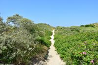 Rundgang Spiekeroog - Wanderweg durch die Dünen