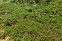 Spiekeroog - Grünes Meer aus skandinavischen Krähenbeeren