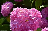 Rundgang Spiekeroog - Blütenmeer Hortensien