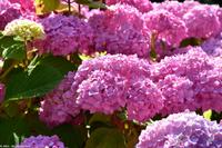 Rundgang Spiekeroog - Blütenmeer Hortensien