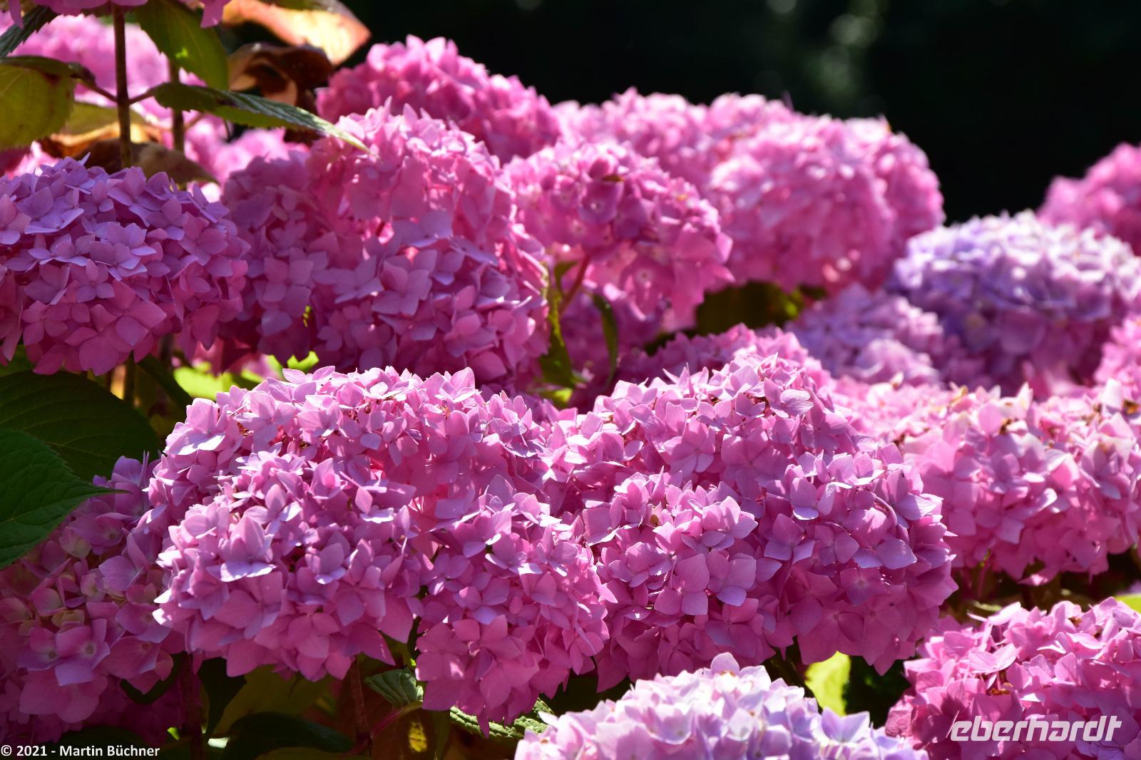 Rundgang Spiekeroog - Blütenmeer Hortensien