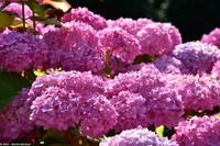 Rundgang Spiekeroog - Blütenmeer Hortensien