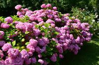 Rundgang Spiekeroog - Blütenmeer Hortensien