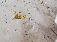 Warnemünde, Thalasso-Kurwege