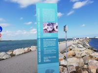 Hohe Düne, Robbenstation