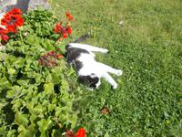 DSCN4922 Burgwächter