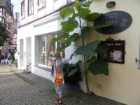 DSCN5044 unterm Blaublütenbaum