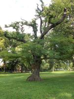 DSCN5149 Park am Schiffsanleger