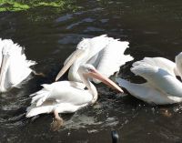 Hungrige Pelikane, Vogelpark Walsrode